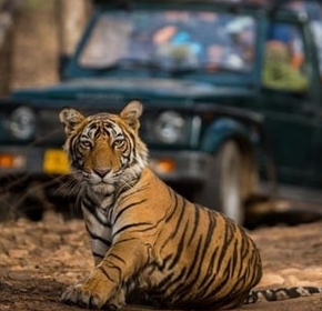 Ranthambore