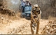 Jaipur & Ranthambore  Tour Packages