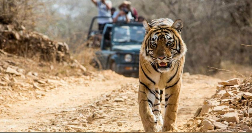 Jaipur & Ranthambore  Tour Packages