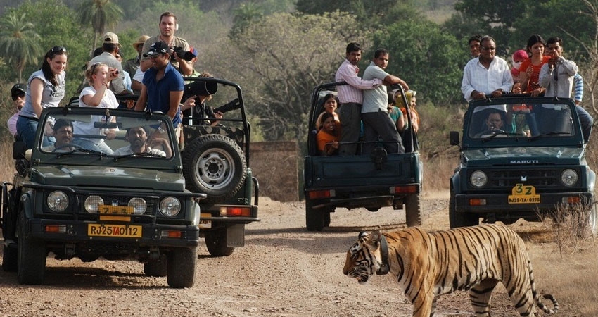 Jaipur & Ranthambore  Tour Packages