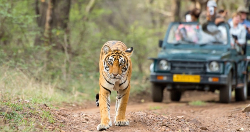 Jaipur, Ranthambore & Pushkar Tour Packages