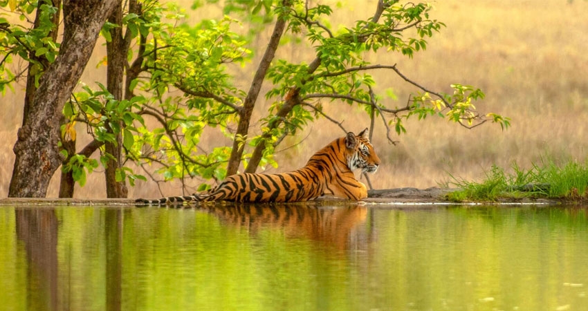 Jaipur ,Ranthambore , jodhpur, Jaisalmer & Udaipur Tour package