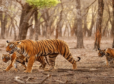 Jaipur & Ranthambore  Tour Packages